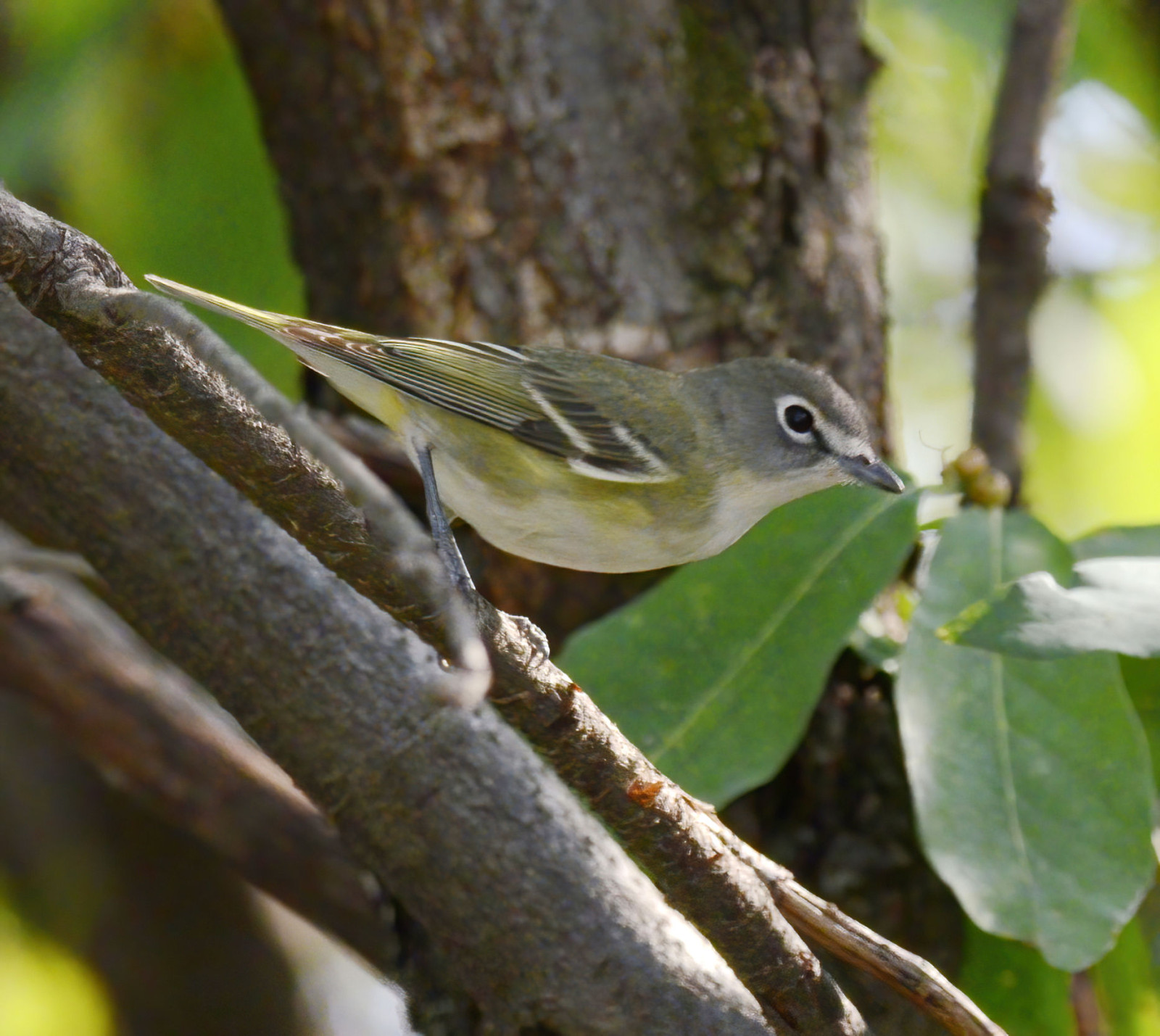 image Cassin's Vireo